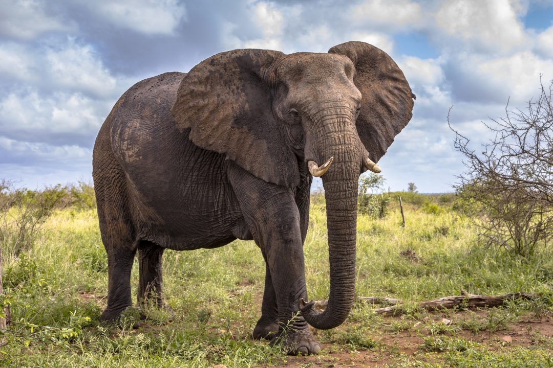 african-elephant-walking.jpg